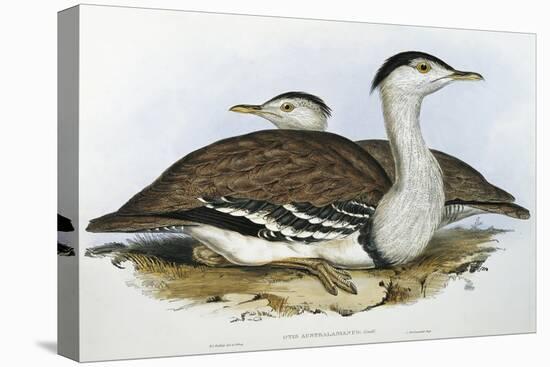 Australian Bustrard (Otis Australasianus)-John Gould-Stretched Canvas