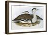 Australian Bustrard (Otis Australasianus)-John Gould-Framed Giclee Print