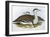 Australian Bustrard (Otis Australasianus)-John Gould-Framed Giclee Print