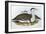 Australian Bustrard (Otis Australasianus)-John Gould-Framed Giclee Print