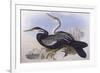 Australian Darter (Anhinga Novaehollandiae)-John Gould-Framed Giclee Print