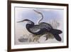 Australian Darter (Anhinga Novaehollandiae)-John Gould-Framed Giclee Print