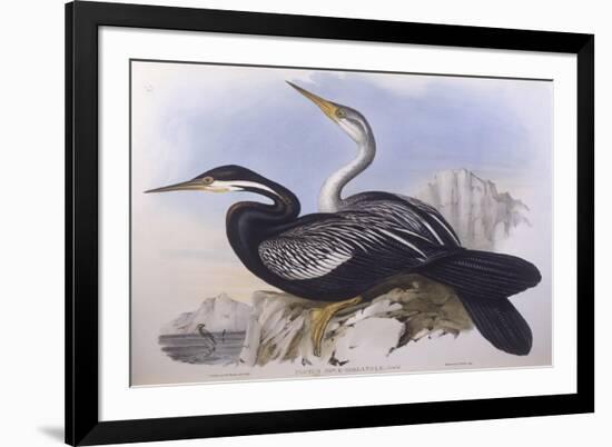 Australian Darter (Anhinga Novaehollandiae)-John Gould-Framed Giclee Print