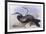 Australian Darter (Anhinga Novaehollandiae)-John Gould-Framed Giclee Print