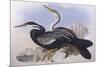 Australian Darter (Anhinga Novaehollandiae)-John Gould-Mounted Giclee Print