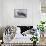 Australian Darter (Anhinga Novaehollandiae)-John Gould-Framed Stretched Canvas displayed on a wall
