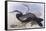Australian Darter (Anhinga Novaehollandiae)-John Gould-Framed Stretched Canvas