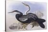 Australian Darter (Anhinga Novaehollandiae)-John Gould-Stretched Canvas