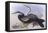 Australian Darter (Anhinga Novaehollandiae)-John Gould-Framed Stretched Canvas