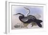 Australian Darter (Anhinga Novaehollandiae)-John Gould-Framed Giclee Print