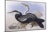 Australian Darter (Anhinga Novaehollandiae)-John Gould-Mounted Giclee Print