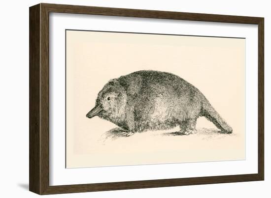 Australian Duck-Billed Platypus. Ornithorhynchus Anatinus. from the National Encyclopaedia-null-Framed Giclee Print