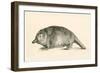 Australian Duck-Billed Platypus. Ornithorhynchus Anatinus. from the National Encyclopaedia-null-Framed Giclee Print