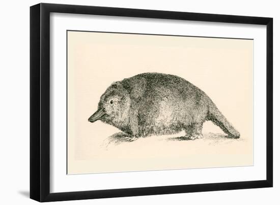 Australian Duck-Billed Platypus. Ornithorhynchus Anatinus. from the National Encyclopaedia-null-Framed Giclee Print