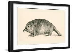 Australian Duck-Billed Platypus. Ornithorhynchus Anatinus. from the National Encyclopaedia-null-Framed Giclee Print