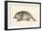 Australian Duck-Billed Platypus. Ornithorhynchus Anatinus. from the National Encyclopaedia-null-Framed Giclee Print