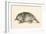 Australian Duck-Billed Platypus. Ornithorhynchus Anatinus. from the National Encyclopaedia-null-Framed Giclee Print