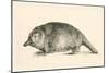 Australian Duck-Billed Platypus. Ornithorhynchus Anatinus. from the National Encyclopaedia-null-Mounted Giclee Print