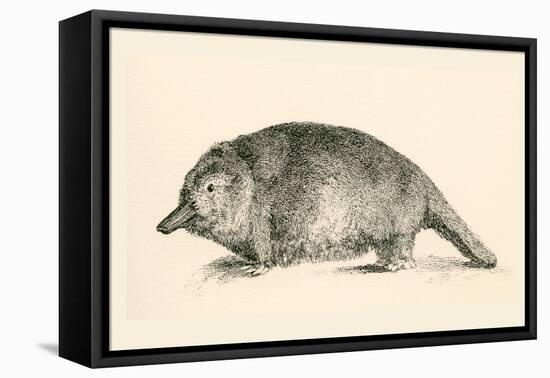 Australian Duck-Billed Platypus. Ornithorhynchus Anatinus. from the National Encyclopaedia-null-Framed Stretched Canvas