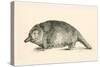 Australian Duck-Billed Platypus. Ornithorhynchus Anatinus. from the National Encyclopaedia-null-Stretched Canvas
