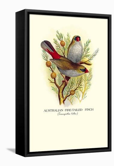 Australian Fire-Tailed Finch-Arthur G. Butler-Framed Stretched Canvas