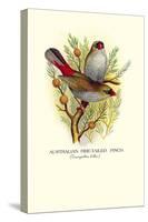 Australian Fire-Tailed Finch-Arthur G. Butler-Stretched Canvas