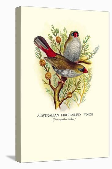 Australian Fire-Tailed Finch-Arthur G. Butler-Stretched Canvas