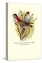 Australian Fire-Tailed Finch-Arthur G. Butler-Stretched Canvas
