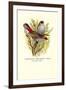 Australian Fire-Tailed Finch-Arthur G. Butler-Framed Art Print