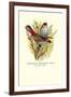 Australian Fire-Tailed Finch-Arthur G. Butler-Framed Art Print