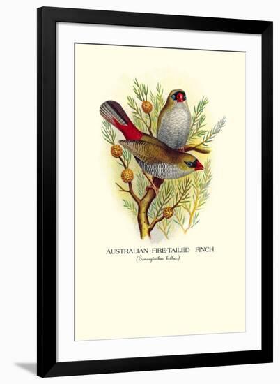 Australian Fire-Tailed Finch-Arthur G. Butler-Framed Art Print