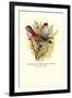 Australian Fire-Tailed Finch-Arthur G. Butler-Framed Art Print