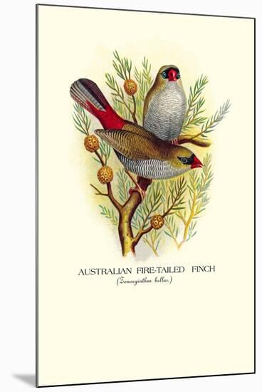 Australian Fire-Tailed Finch-Arthur G. Butler-Mounted Art Print