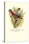 Australian Fire-Tailed Finch-Arthur G. Butler-Stretched Canvas