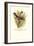 Australian Fire-Tailed Finch-Arthur G. Butler-Framed Art Print