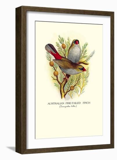 Australian Fire-Tailed Finch-Arthur G. Butler-Framed Art Print