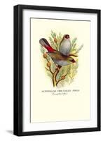 Australian Fire-Tailed Finch-Arthur G. Butler-Framed Art Print