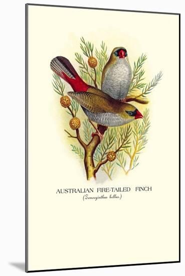 Australian Fire-Tailed Finch-Arthur G. Butler-Mounted Art Print