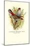 Australian Fire-Tailed Finch-Arthur G. Butler-Mounted Art Print