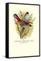 Australian Fire-Tailed Finch-Arthur G. Butler-Framed Stretched Canvas