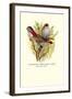 Australian Fire-Tailed Finch-Arthur G. Butler-Framed Art Print