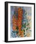 Australian Flower-Marian Ellis Rowan-Framed Giclee Print