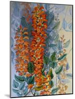 Australian Flower-Marian Ellis Rowan-Mounted Giclee Print