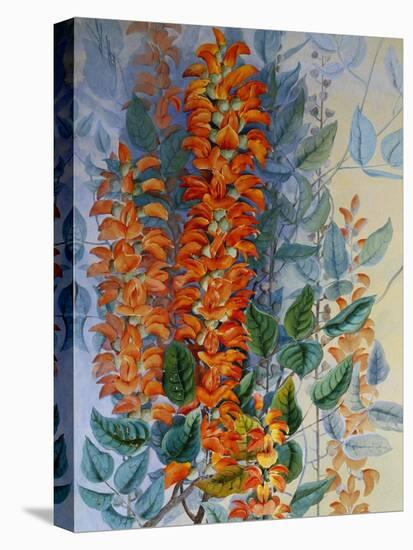 Australian Flower-Marian Ellis Rowan-Stretched Canvas