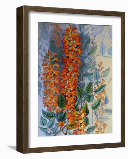 Australian Flower-Marian Ellis Rowan-Framed Giclee Print