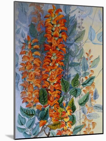 Australian Flower-Marian Ellis Rowan-Mounted Giclee Print