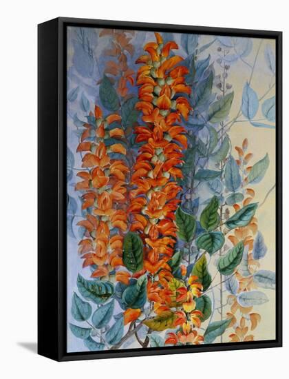 Australian Flower-Marian Ellis Rowan-Framed Stretched Canvas