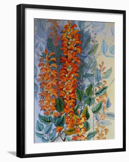 Australian Flower-Marian Ellis Rowan-Framed Giclee Print