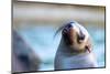 Australian fur seal portrait, Australia-Doug Gimesy-Mounted Photographic Print