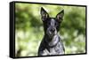 Australian Heeler 06-Bob Langrish-Framed Stretched Canvas